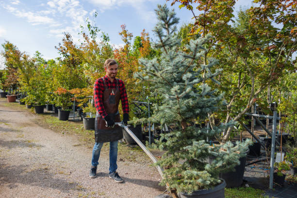 Best Weed Control  in East Hemet, CA